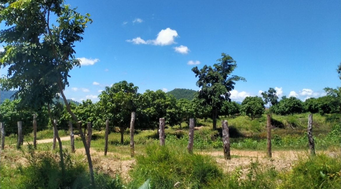 Mango Farm for Sale in Oral District (5)