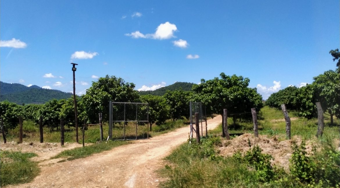 Mango Farm for Sale in Oral District (6)