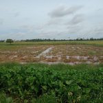 Rice Field Land for Sale in Krong Siem Reap