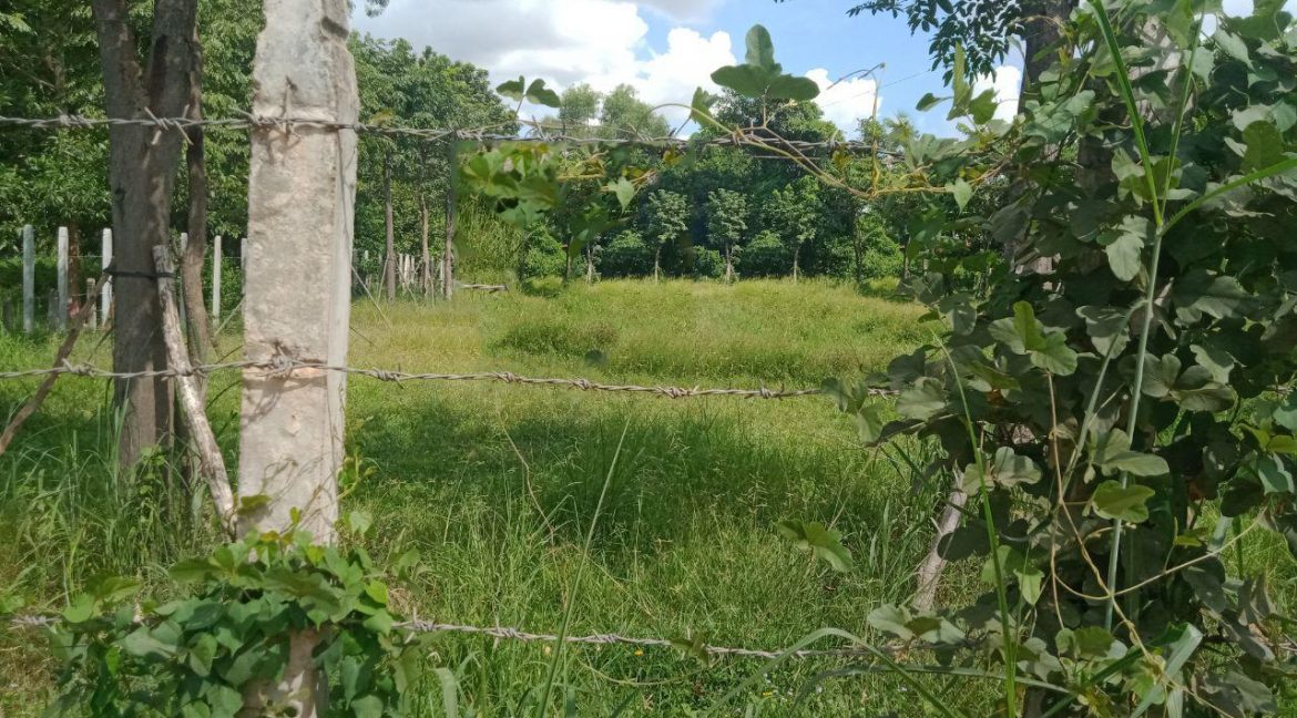 Very nice Land for Sale in Siem Reap (1)