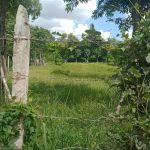 Very nice Land for Sale in Siem Reap (1)