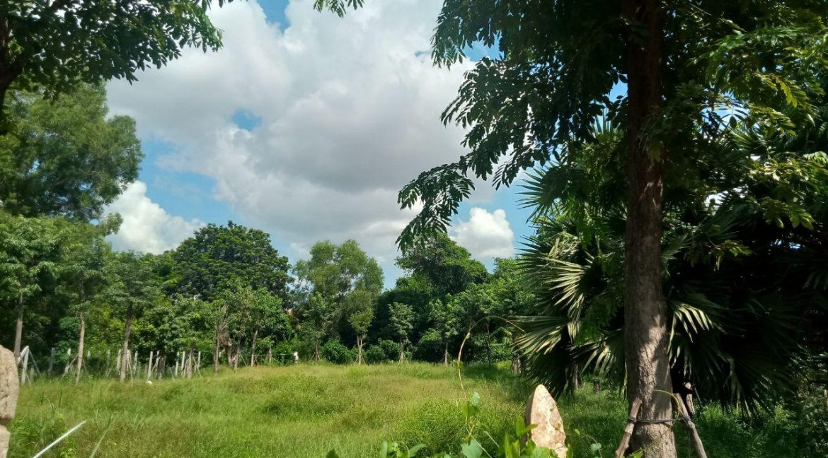 Very nice Land for Sale in Siem Reap (2)