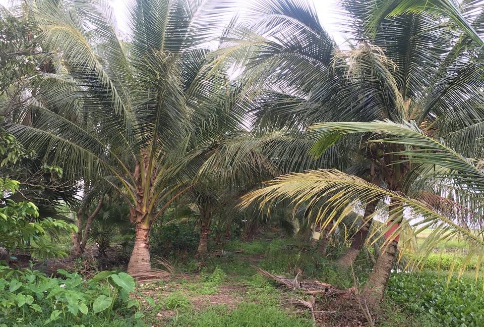 8 Hectares Agriculcure Land for Sale in Sihanoukville Province (3)